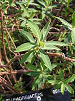 Euphorbia bivonae (fam Euphorbiacees) (Afr. du nord, Crete) (Parc de la tete d'or) (2) (Photo F. Mrugala)